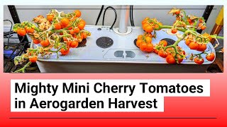 Grow Mighty Mini Cherry Tomatoes in Aerogarden Harvest Hydroponics System