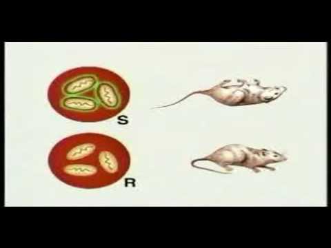 Griffith's Experiment