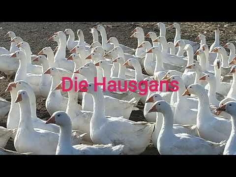 Die Hausgans