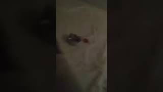 Download lagu PSK DARI MICHAT MANDI DULU BIAR WANGI LANGSUNG GASSS SEDAP SEDAPP mp3