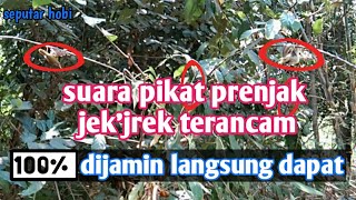 Download lagu Suara pikat prenjak terancam Di jamin langsung dapat mp3 Download lagu Suara pikat prenjak terancam Di jamin langsung dapat mp3