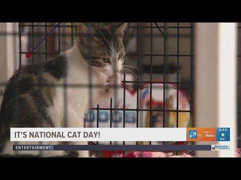 It's National Cat Day! - YouTube