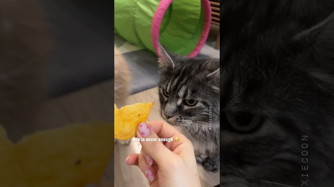 Cats are like potato chips 😸 We call them crisps in the UK 🇬🇧 #catfacts #catlover #lifewithcats