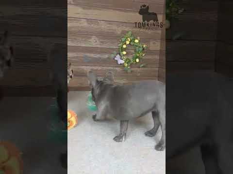 Video 4
