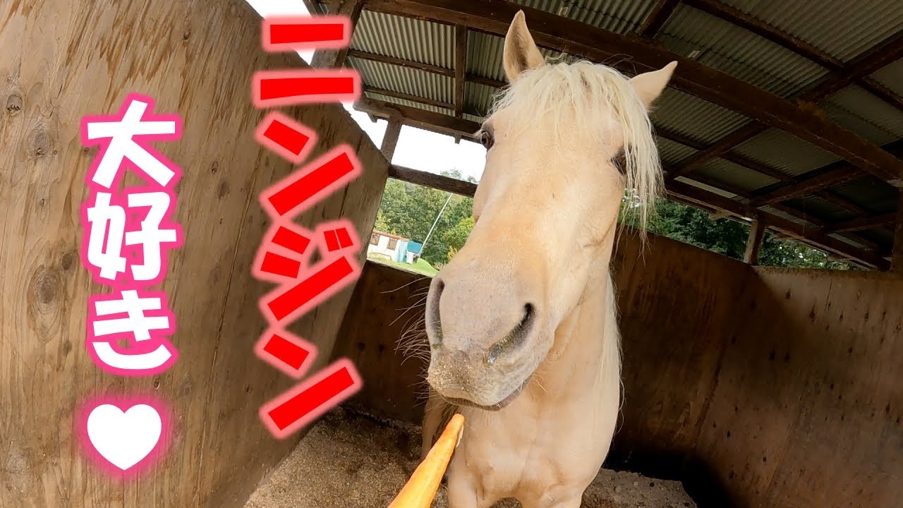 馬がボリボリとニンジンを食べる。