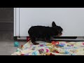 Yorkshire Terrier dogs for sale: Bella - Video 1