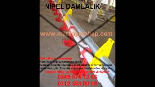 NİĞEL DAMLALIĞI FİYATLARINİPEL DAMLALIĞI Fİ