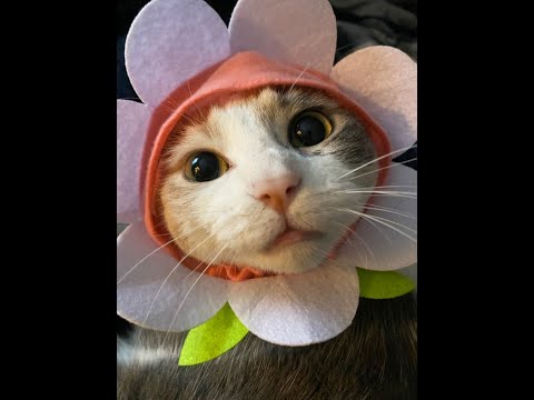 Solo Acquisition | All Classes (Heresy)