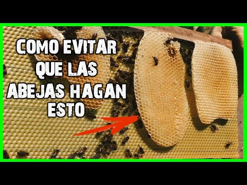 ✔ POR QUE LAS ABEJAS NO TRABAJAN LA CERA ESTAMPADA | 👉TIP PARA QUE LAS ABEJAS TRABAJEN LOS PANALES 🐝