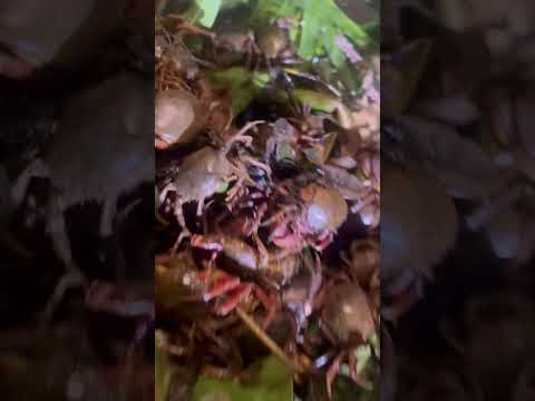 #pescaria mata dos macacos Guaraci São Paulo