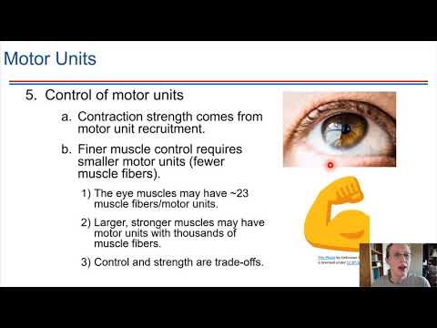 Motor Units and Summation