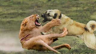 Top 10 Strongest Dogs to Defeat Wild Animals - Dogs Vs Wild Animals - PITDOG