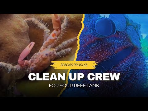 Assemble Your Crew! Choosing Cleanup Crew for Your Reef Tank
