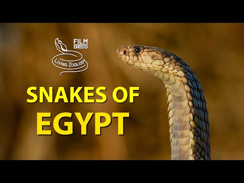 Kobra egyptská (Naja haje) — jedovaté hady Egypta vrátane Naja haje (4K)