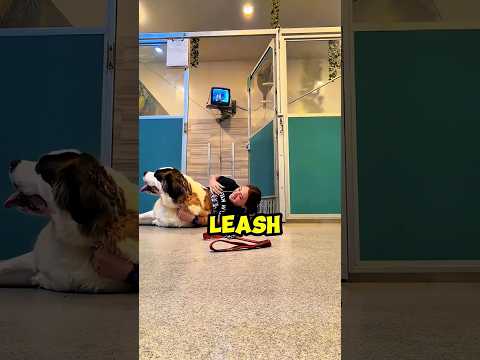 This Dog Knows Jiu-Jitsu?! 😂🥋🐶