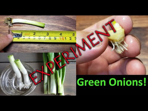 How To Grow An Onion From An Onion Bottom 2019