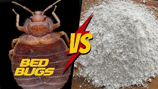 Does Diatomaceous Earth REALLY work for Bed Bugs?  [COMPLETE Tutorial]