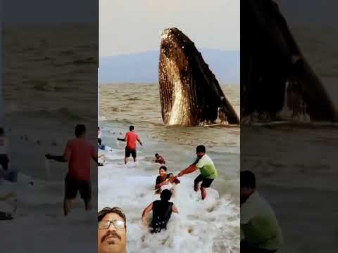 Shamshad khan #beach #whale #ocean #pantai #travel #shortsviral #wildlife #nature #yearofyou