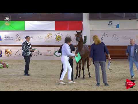 N 62 RENOIR DI MAR   Italian Nationals 2019   Yearling Colts Class 4B