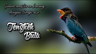 Download lagu Suara masteran burung tengkek buto dengan terapi air mp3