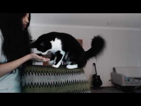 My cat learned to give hi5!