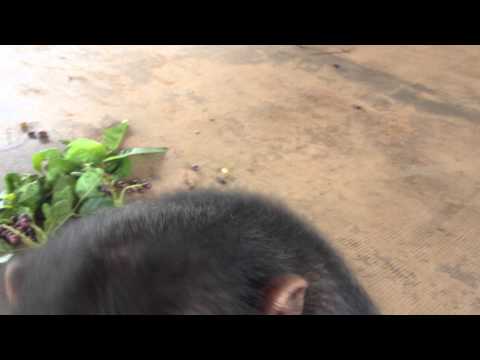 Care for Orphan Chimpanzee in Senegal