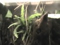 Mimicry Of Insects At Bronx Zoo MOD