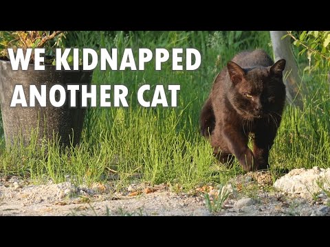 We kidnapped another cat