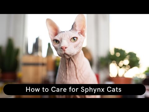 How to Care for Sphynx Cats Updated 2021