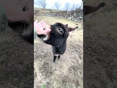 Happy Henry The Donkey Loves His Owner! 🫏🥺