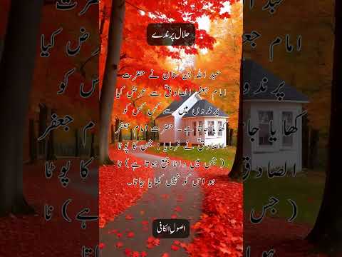 Hazrat Imam Jafar Sadiq (A.S) Saying | حلال پرندے | #shortsfeed #shorts #quotes