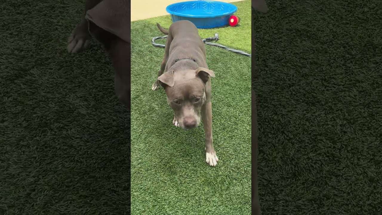 Journey (Foster), a Adoptable Pit Bull Terrier in Belleville, IL video 6/6