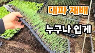 대파 씨앗 파종부터 심는 방법까지 초보자도 쉽게 따라 할 수 있다  대파 재배 과정