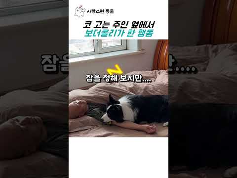 코 고는 주인 옆에서 보더콜리가 한 행동 ㅋㅋ