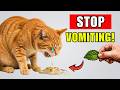 Your Cat Keeps Throwing Up Try These 8 Home Remedies First Before It Gets Worse