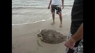 Tartaruga resgatada em Atins - 09/02/2013
