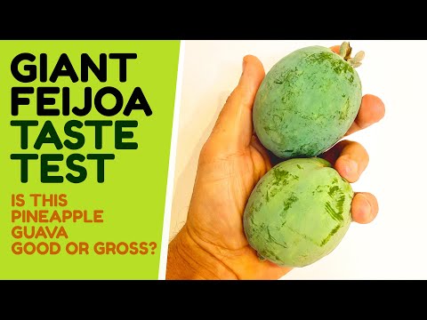 Seedling Feijoa taste test - huge fruit we named 'Ginormagantuan' - How does it taste?