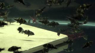 Grembler2's 21 day old oscars feeding on blood worms