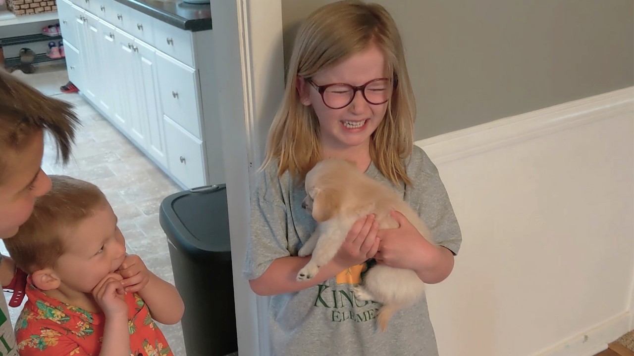 BEST Pet Surprises | 20 Minutes | Cute Puppies and Kittens