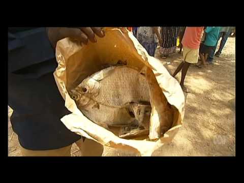Borroloola residents present dead fish to Glencore miner at native title court sitting