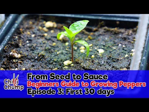 Episode 3:  First 30 days, Seedlings and Potting On (Beginners Guide to Growing Peppers) (2018)