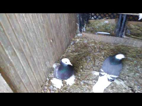 Saxon monk pigeons breeders