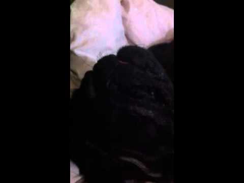 Benedicta em sono profundo