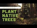 6 Native Trees That Benefit Wildlife in Illinois - The Nature Brief (6/16/20)