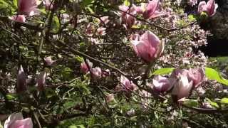preview picture of video 'Magnolia roz din Parcul Dendrologic Simeria aprilie 2013'