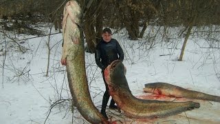 Река рыбалка огромный налим
