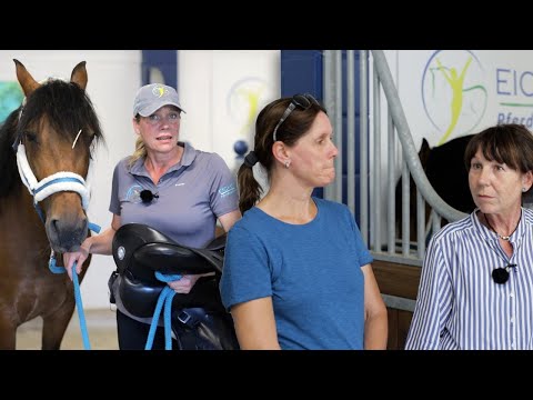 Andalusier läuft nicht wie er soll - Wallach Apollo kam vor fünf Jahren aus Spanien in neue Hände