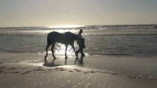 preview picture of video 'JURASSICNEV horse rooling on the beach'