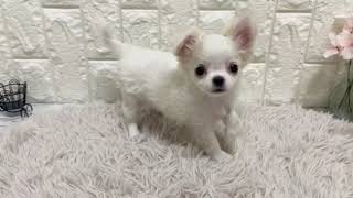 チワワ（ロング）の動画01