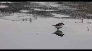 東方環頸鴴吃飯